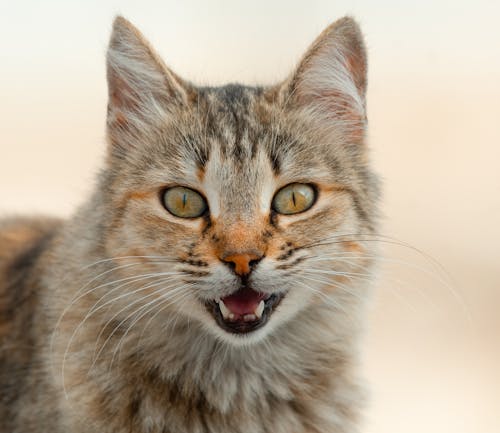 猫が夜中に鳴かないようにする方法