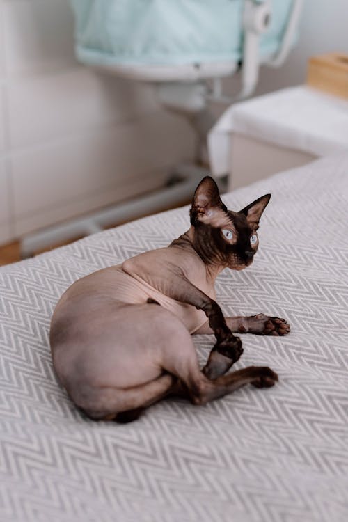 Free Cat Lying Down on Bed Stock Photo