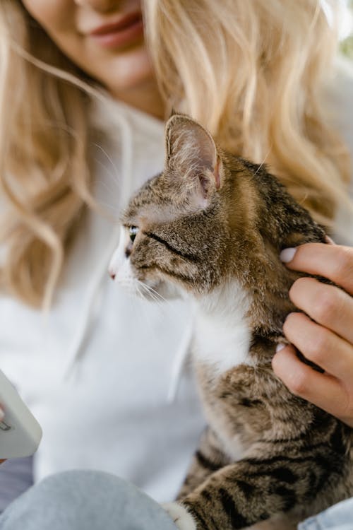 Free Close Up Photo of Woman Holding a Cat Stock Photo