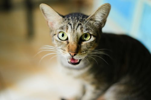 Free Close-up of a Meowing Cat  Stock Photo