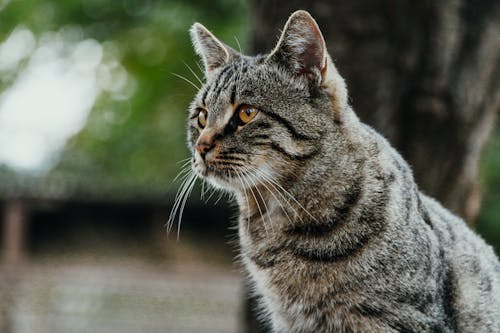 Free Close-Up Photo of Tabby Cat Stock Photo