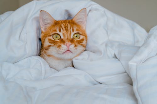 Free An Orange Cat Wrapped in a White Duvet  Stock Photo