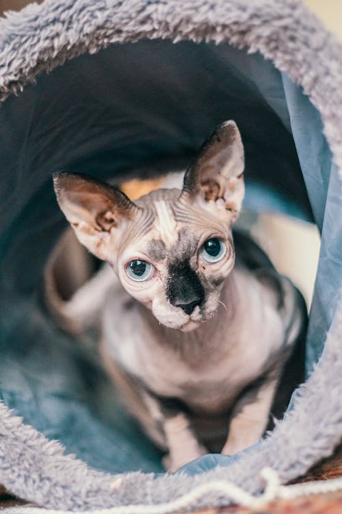 Free Sphynx cat Stock Photo