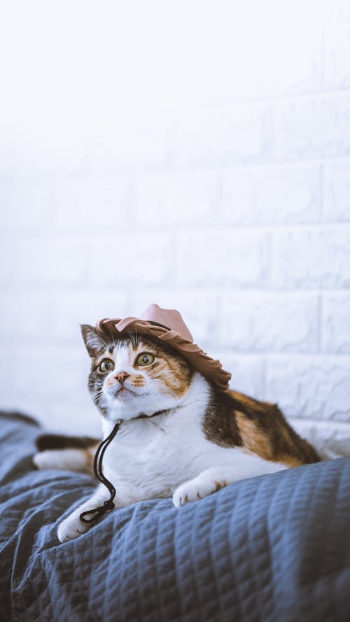 Free Calico Cat in a Hat Lying on the Bed Stock Photo